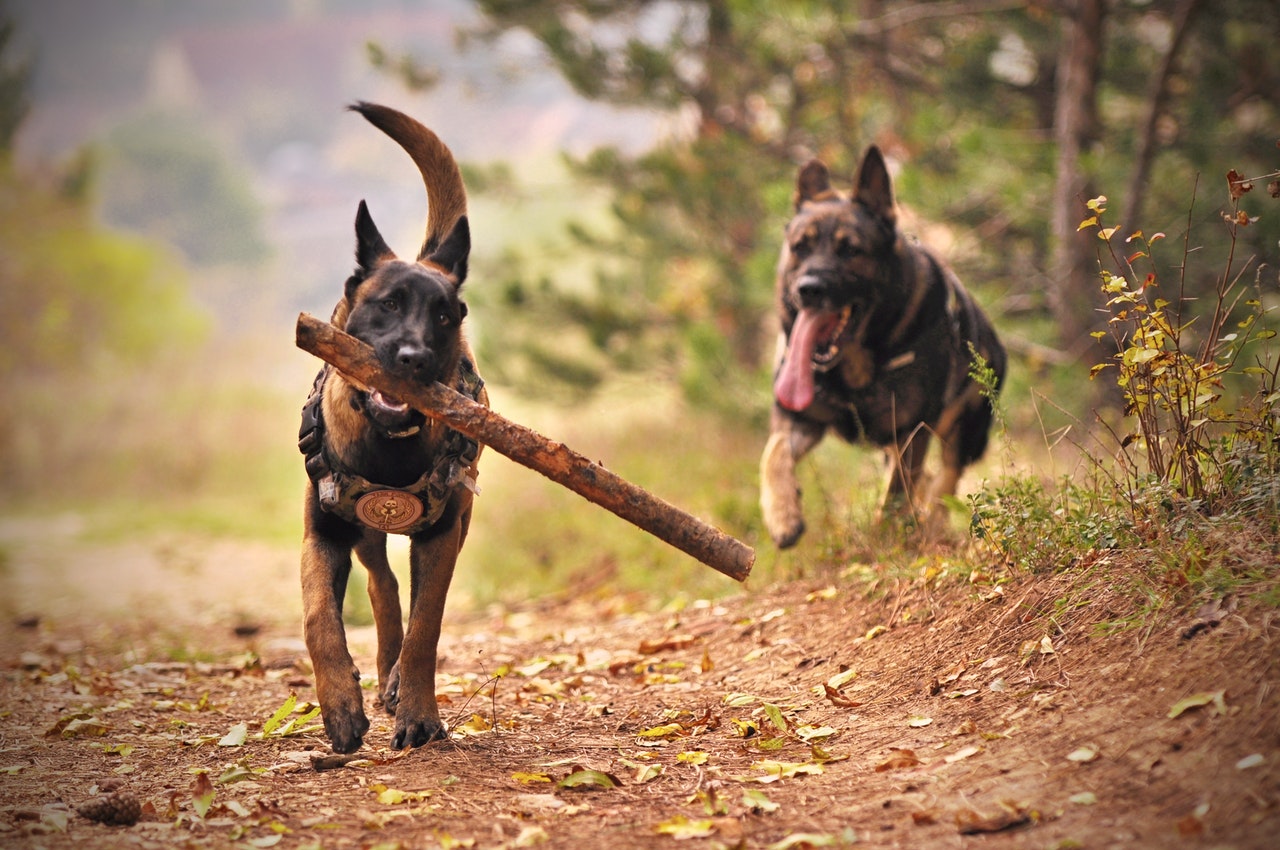 Hond(en)